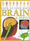 Brain and nerves.